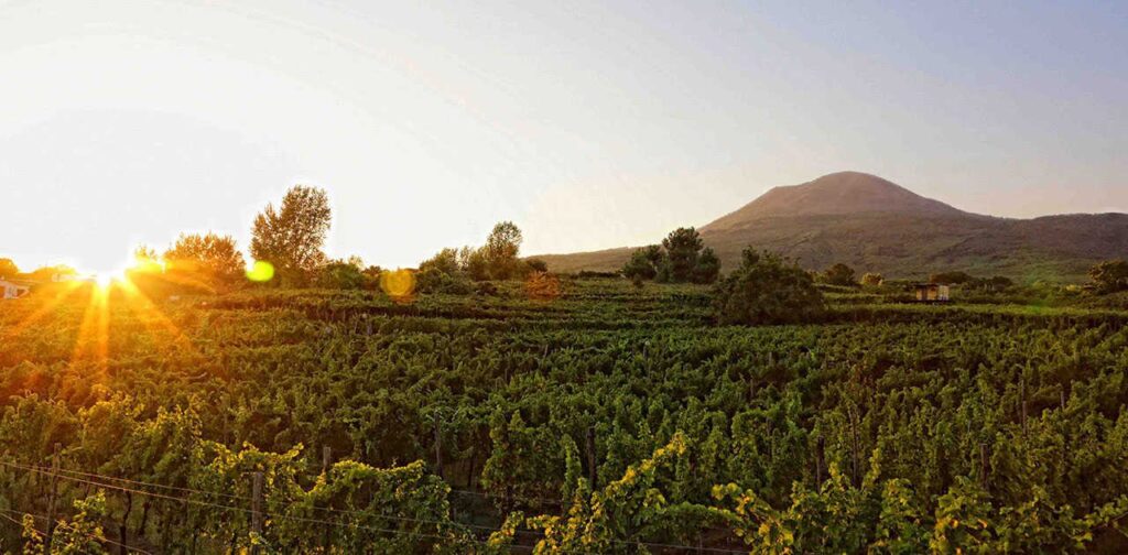 Vista Panoramica della Tenuta